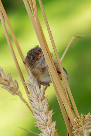 0001 Field Mouse on Wheat © Bob Riach
