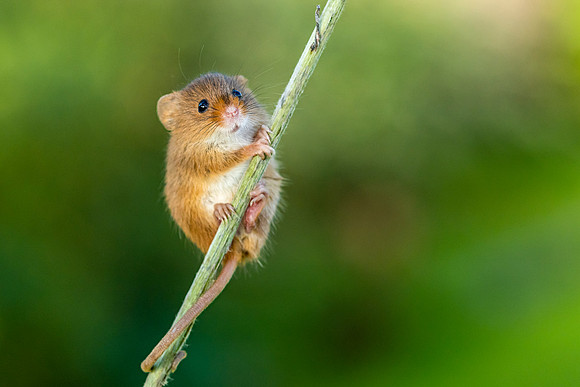 01 Field Mouse on branch