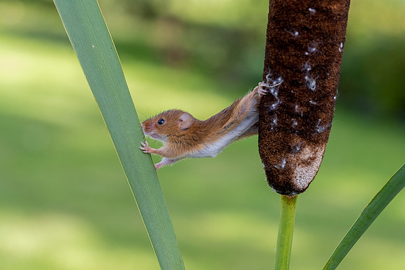 0002 Field Mouse on Bullrush © Bob Riach