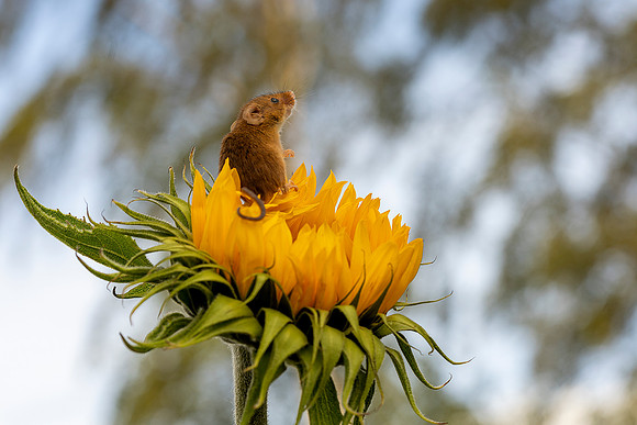 08 Field Mouse on Sunflower