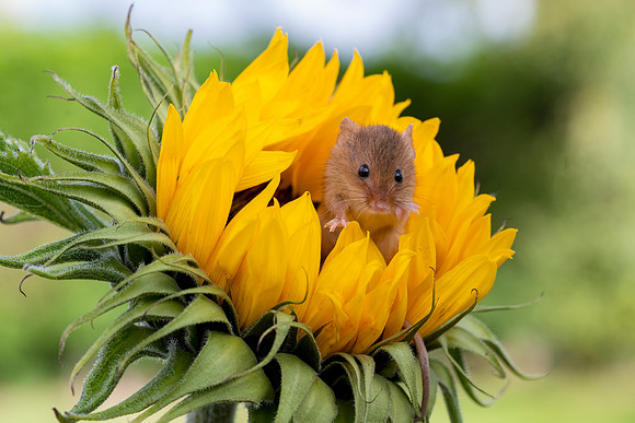 Mouse on a Sunflower 3 © Jo Bird