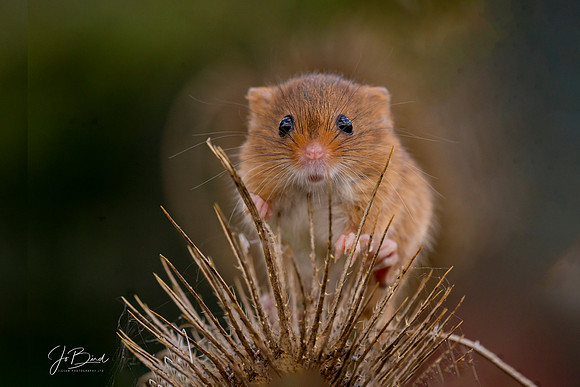 Mouse on teasel  s © Jo Bird