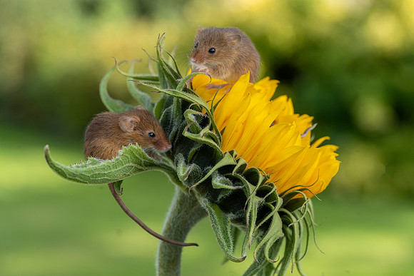 Mice on Sunflower © Jo Bird