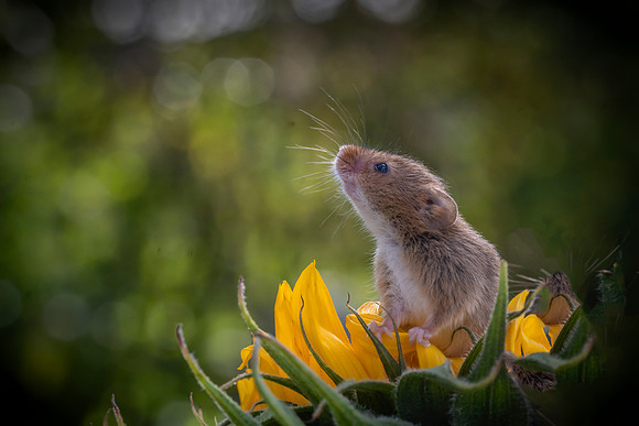Mouse on a Sunflower © Jo Bird