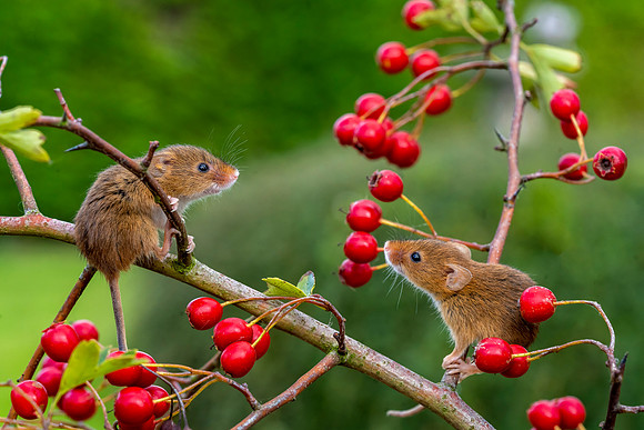 Two mice on berries © Jo Bird