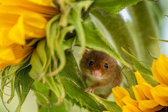 Mouse n the Sunflowers © Jo Bird