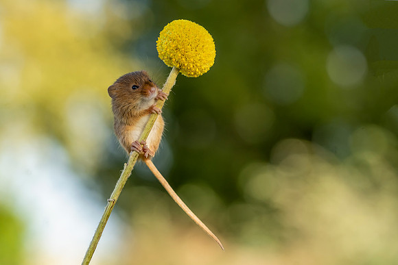 Field Mouse © Jo Bird
