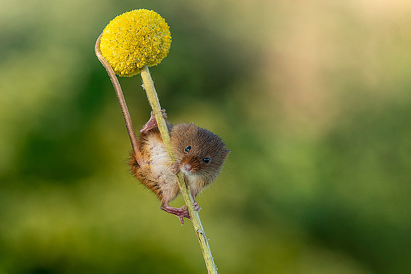 014 Field Mouse on branch