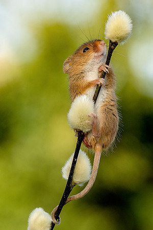 0134 Field Mouse