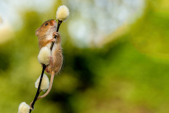 013 Field Mouse