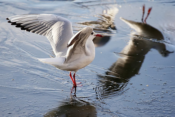 Seagull taken by Jo Bird