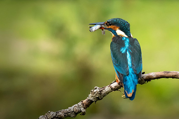 DSC06102 Kingfisher © Bob Riach