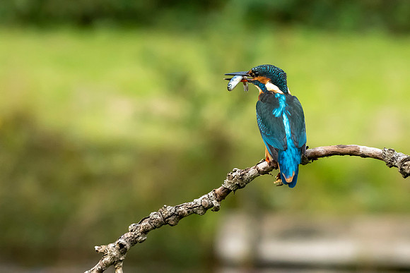 DSC06107 Kingfisher © Bob Riach