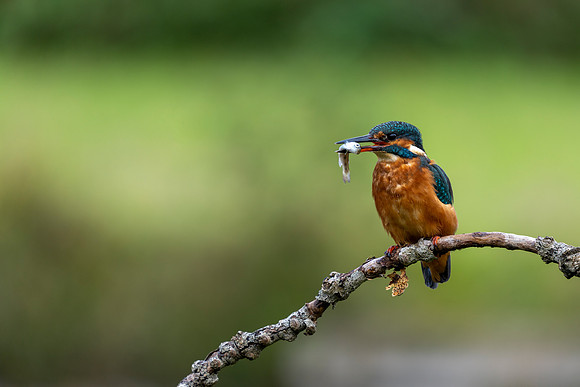 DSC06037 Kingfisher © Bob Riach