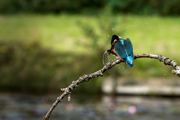 2 Kingfisher © Bob Riach