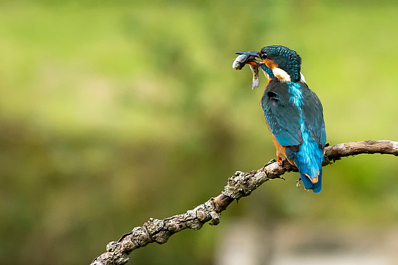 DSC06179 Kingfisher © Bob Riach copy