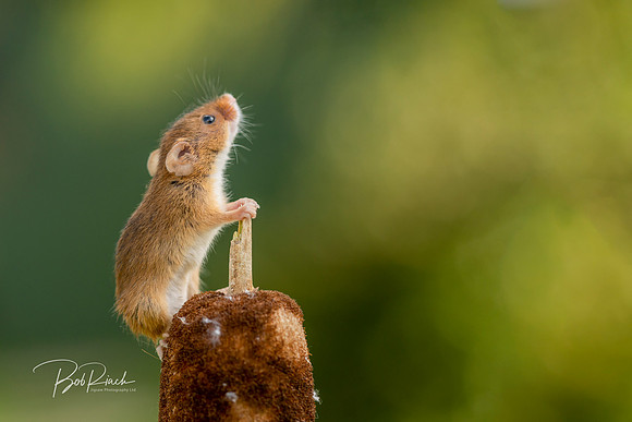 0001s Field Mouse on Bullrush © Bob Riach