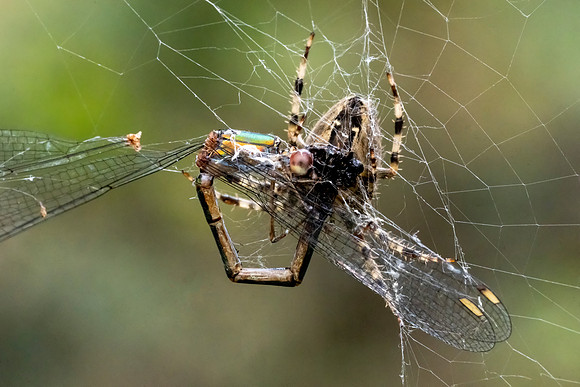 _DSC2344 Spider with a Dragonfly for dinner