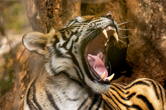 DSC01634 Tiger