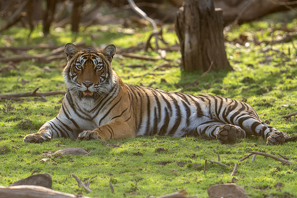 _DSC9645 Tiger