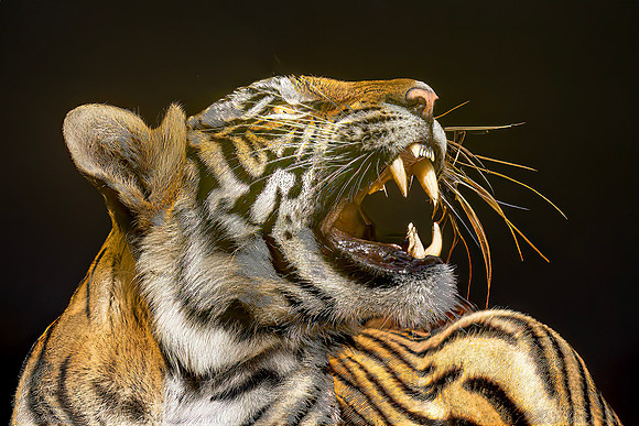 DSC01635 v2 Tiger Teeth copy