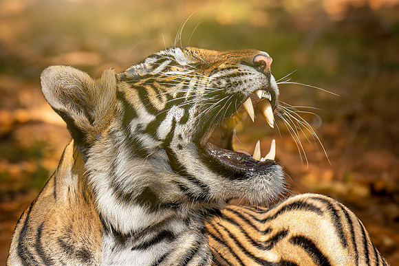 DSC01635 Tiger Teeth