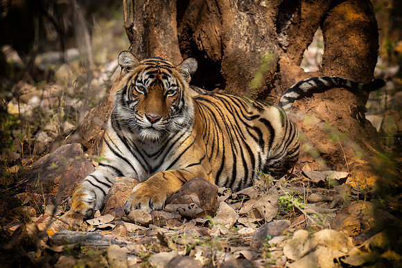 DSC01576 Tiger