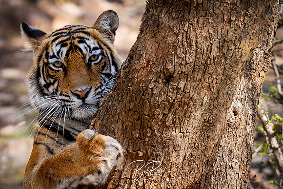 DSC01711 s Tiger