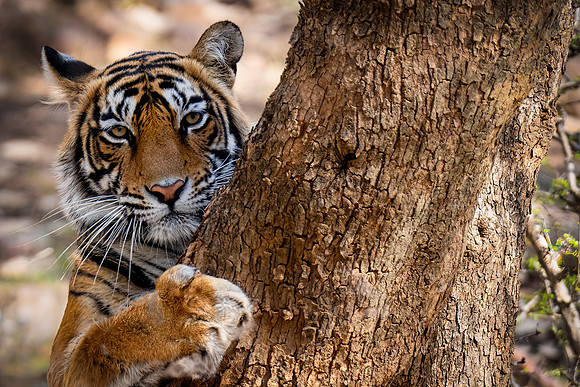 DSC01711 Tiger