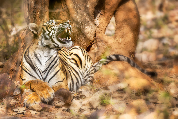 DSC01635 Tiger