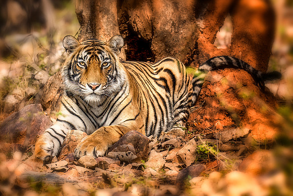 DSC01596 Tiger