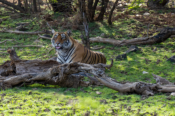 DSC01779 Tiger