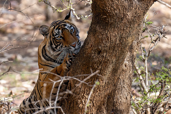 DSC01699 Tiger Tree
