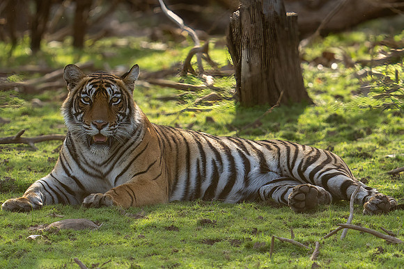_DSC9640 Tiger