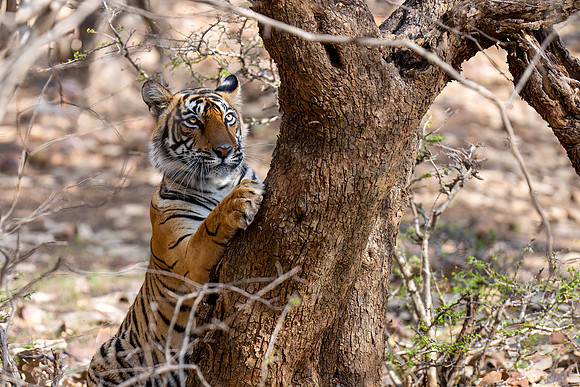 DSC01707 Tiger