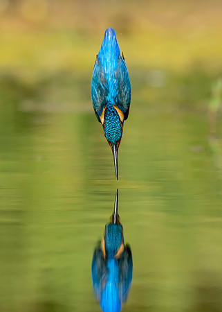 _DSC6621 Kingfisher © Jo Bird