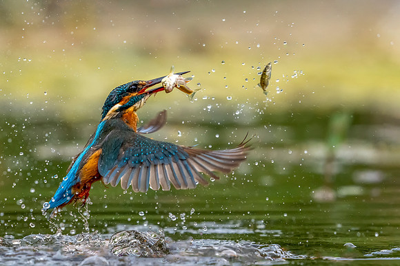 _DSC6976  Kingfisher © copy