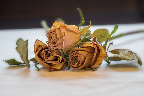 Rose  Bob Riach