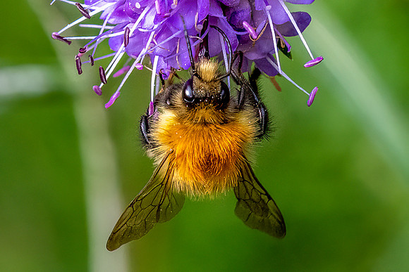 _DSC2390 Bee Sony A1 Sony FE 2.8 90 Macro G © Bob Riach.