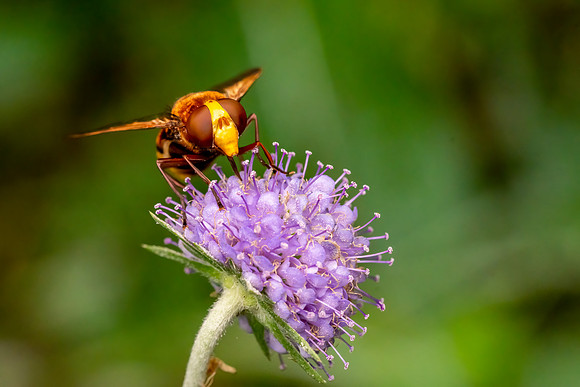 _DSC2394 Hoverfly © Bob Riach