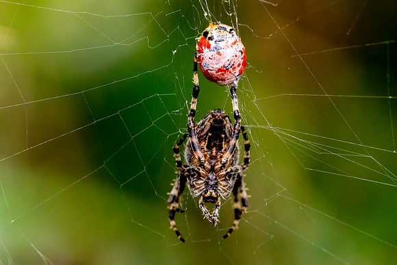 _DSC2294 Spider With Ladbird © Bob Riach