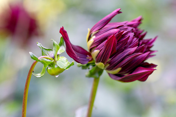 Wet and windy flower by Bob Riach