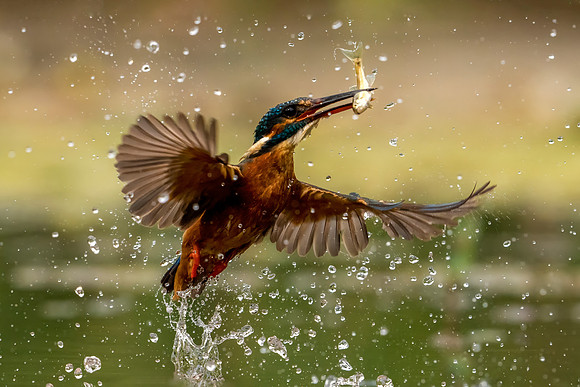 _DSC6999 Kingfisher © Jo Bird