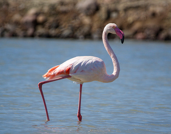 flamingo6