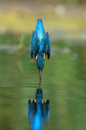 _DSC9793 Kingfisher Dive © Bob Riach