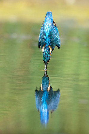 _DSC9721 Kingfisher Dive © Bob Riach