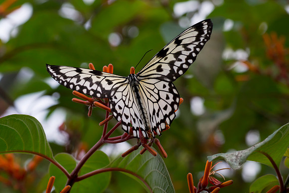 butterfly taken by Jo Bird