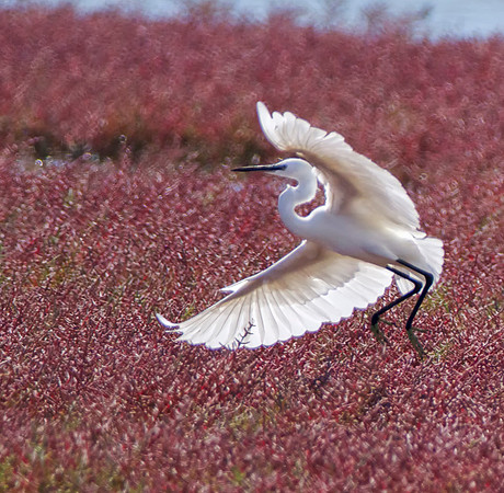 dancing egret