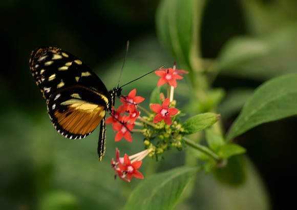 Butterfly Red Flower by Bob Riach