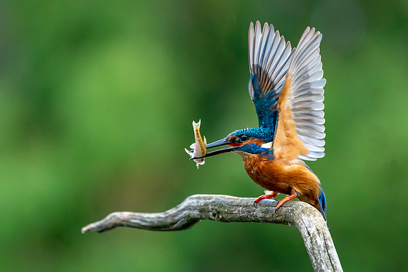 Kingfisher k copy